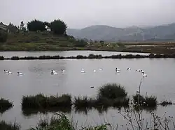 Swans in Cáhuil