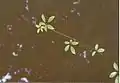 Cissus hypoglauca growing over a creek at Murramarang National Park, Australia