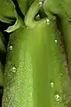 Cissus quadrangularis, young stem with several pearl bodies.