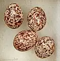 Eggs of Cisticola marginatus amphilectus