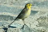 Wintering bird in Ras al Khor Bird Sanctuary (Dubai, UAE)