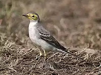Immature in first-winter plumageJoka, Kolkata (West Bengal, India)