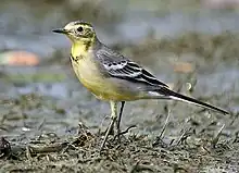 Female in breeding plumage, Narenderpur near Kolkata (West Bengal, India)