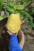 Unknown citron type in pot