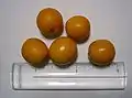 Round kumquats (or citrofortunella)
