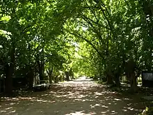 Tree lined street in City Bell