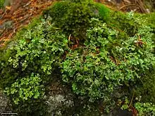 Cladonia macrophyllodes – large-leaved cladonia