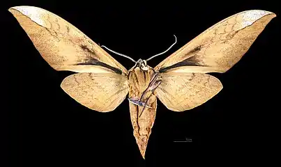 Female ventral view