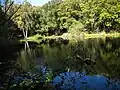 Pond in Clayton Wood