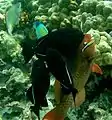 A parrotfish being cleaned by Hawaiian cleaner wrasses, Labroides phthirophagus (photographed in 2005 in Hawaii)