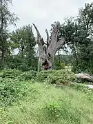 Remnant stump of the Clement Oak as of September 16th, 2021