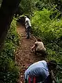 Keeping path edges clear of ivy