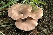 "Clitocybe amarescens" from Commanster, Belgium