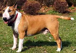 Red and white Bull Terrier