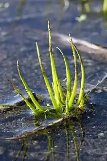 Closeup photograph of black-spored quillwort