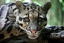 Closeup of clouded leopard