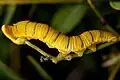 Yellow version of caterpillar feeding on senna tree, Vista, California