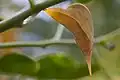 Chrysalis on senna tree, Vista, California