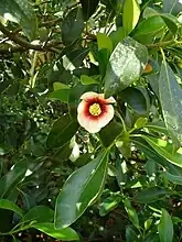 Clusia lanceolata, Fairchild Tropical Botanic Garden