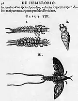 Mayflies drawn by Augerius Clutius in De Hemerobio, 1634