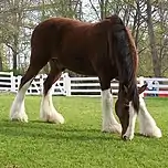 a grazing bay horse with four white legs
