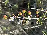 Flowers with berries