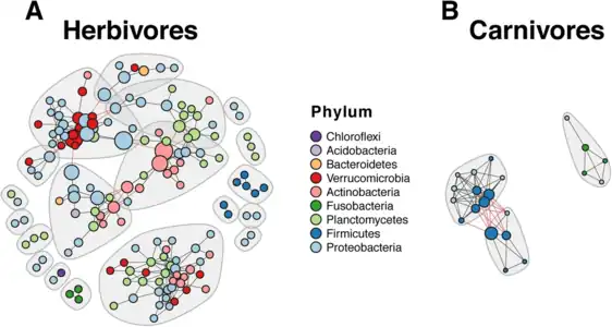 Co-occurrence networks show difference in gut microbiota between herbivorous and carnivorous cichlidsNodes coloured according to phylum. The herbivore network has higher complexity (156 nodes and 339 edges) compared to the carnivore network (21 nodes and 70 edges).