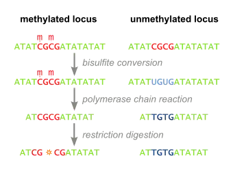 Bisulfite conversion selectively changes unmethylated cytosine to uracil, while unaffecting methylated cytosine. PCR then amplifies the sequences, after which restriction digestion of CpG islands fragments originally methylated sequences, while originally methylated sequences are unaffected.