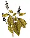 Uvilla(Coccoloba diversifolia)