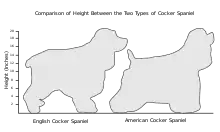 A diagram showing the difference in heights and body shapes of two dogs