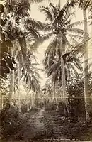 Coconut Palms, Rarotonga, 1887