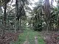 Coconut Garden(ತೆಂಗಿನ ತೋಟ)