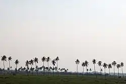 A Group of Coconut Trees seen near the Avaniapuram Water Reservoir