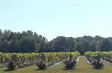 Six rows of grapes with roses on the front of each row, and woods in the background.