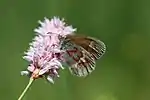 An adult of Common Ringlet tagged by a number for a study using mark and recapture in order to evaluate the populations of this butterfly in the Drugeon valley (Doubs, France).