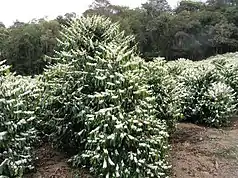 Flowering coffee tree