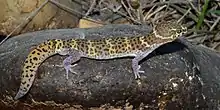 Texas banded gecko (Coleonyx brevis), Webb County Texas, USA (10 June 2016).