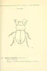 Z. spinipes from Coleoptera Illustrata