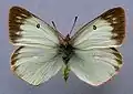 Colias palaeno, female