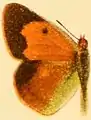 C. w. draconis female