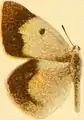 C. w. wiskotti female