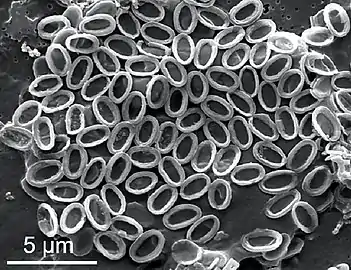 Collapsed coccosphere of Pleurochrysis carterae