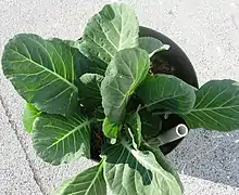 Three young plants of non-heading collard greens growing in a small office wastebasket with a water reservoir at the bottom
