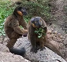 Male collared brown lemur sits on a rock behind a female, who swats and eats plant material