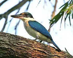 Mangrove kingfishers are found particularly in mangrove zones