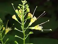 Detail of Collinsonia canadensis flowers.