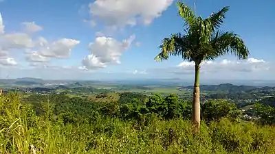 View from Collores