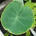 Colocasia, "elephant ear" plant