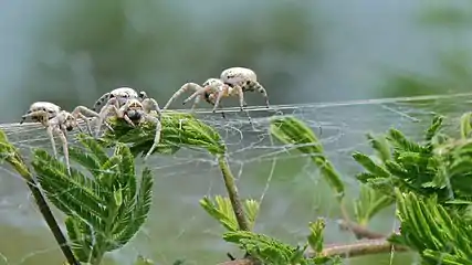 Female spiders on web