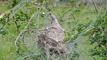 Stegodyphus dumicola nest